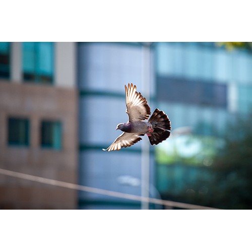 Fototapetas paukštis skrendantis prie namo